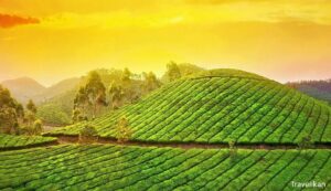 Munnar - top 10 Hill Stations in India