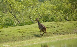 How to reach Sundarban From Kolkata