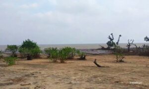 Bichitrapur Island and Mangrove Forest
