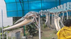Marine Aquarium - best places to visit in Digha