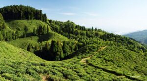 Mirik Tea Gardens - Mirik Tourist Spot