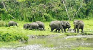 Chapramari Wildlife Sanctuary - Best Places To Visit in Dooars
